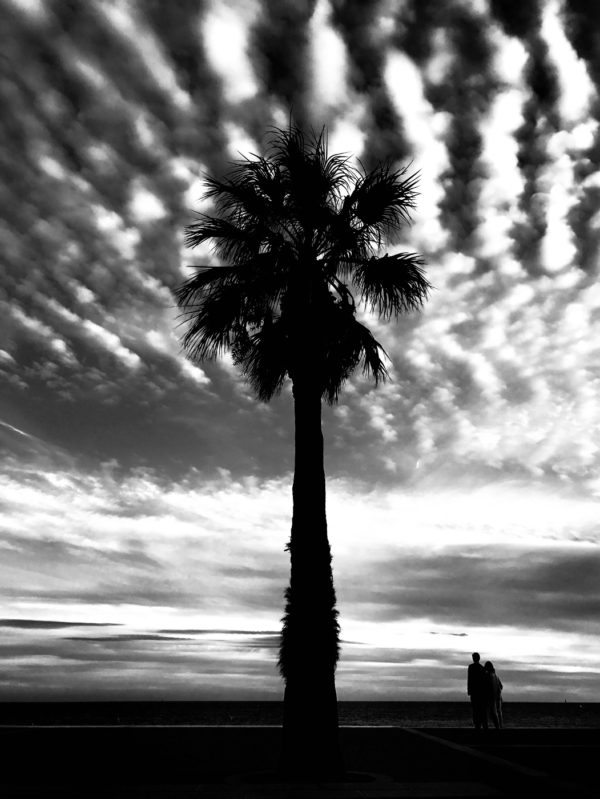 photo palmier noir blanc