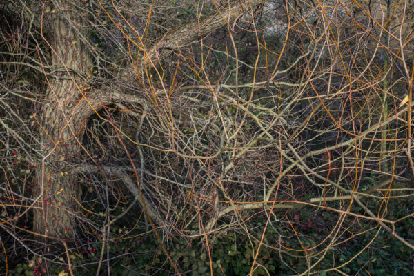 branches artistique